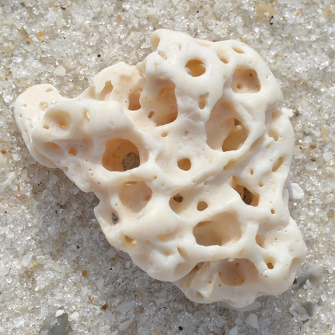 A photo of a biological calcified structure full of complex holes. It's on the sand of a beach.
