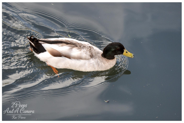 Close up photograph showing a male Mallard duck (drake) swimming on dark water. The duck has a distinct iridescent dark green/black head, a bright yellow bill, and pale grey/white and black body feathers, leaving small ripples behind it.