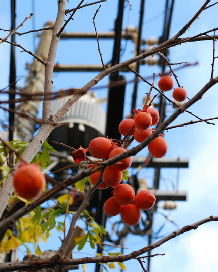 Looking up at bright ripe persimmons on a street tree in Tokyo. In the background, a power transformer and blue sky. 
