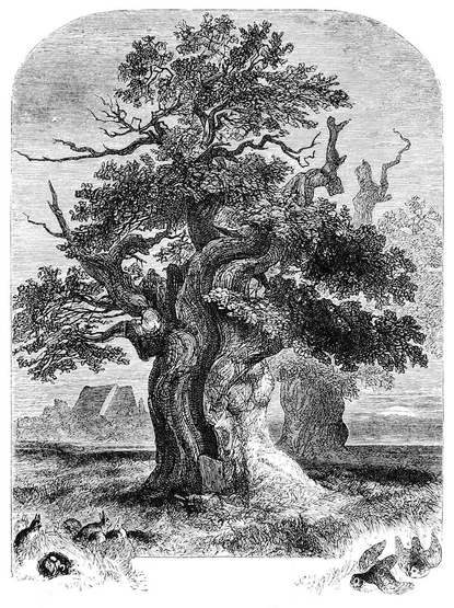 View of the Yardley Oak, displaying its bulky, cleft trunk. The Yardley Oak was an ancient tree that once stood in Yardley Chase, part of a forest located in Buckinghamshire, England. With an estimated age of more than seven hundred years, it served as a landmark in the area. This picture illustrates the eponymous poem by William Cowper.