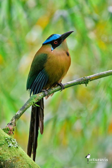 A vertical photo of a large olive green and brown bird sitting on a branch. It has a bright blue ring around its head, red eyes, a long, strong beak, and very long tail feathers. It looks diagonally up, and a drop of water sits on its cheek, as if crying about the destruction humans bring to its habitat.