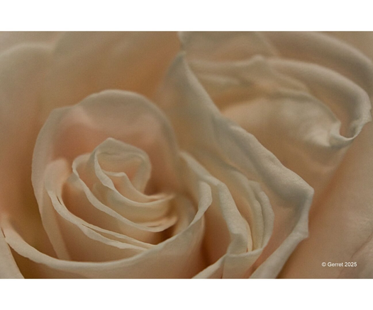 Close-up of a pale peach rose with soft, delicate petals unfurling in a spiral pattern. The image conveys a sense of elegance and tranquility.