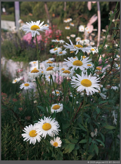 Daisy flowers in Boramae park, Seoul, Korea.