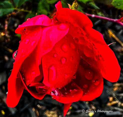 Tears of the Garden

"A single red rose, bold and luminous, fills the frame in a close-up portrait of botanical drama. Its petals are velvety and layered, curling gently at the edges like the folds of a regal garment. The red is deep and saturated—more crimson than cherry—radiating warmth and intensity, as if lit from within.

Scattered across the petals are tiny water droplets, each one a miniature lens catching light and shadow. They cling to the rose like morning dew or tears of joy, adding a sense of freshness and fragility. Some droplets nestle in the folds, others perch on the outer edges, magnifying the petal’s texture and curve.

The background is softly blurred, a wash of green foliage and dark mulch, which frames the rose without distraction. The contrast between the vivid bloom and the muted backdrop lifts the flower into prominence, like a soloist on a quiet stage.

This is not just a flower—it’s a moment of natural ceremony, a symbol of passion, resilience, and quiet splendor. The photograph is signed “© Swede’s Photographs” in the bottom right corner, marking it as a captured act of floral reverence." - Microsoft Copilot