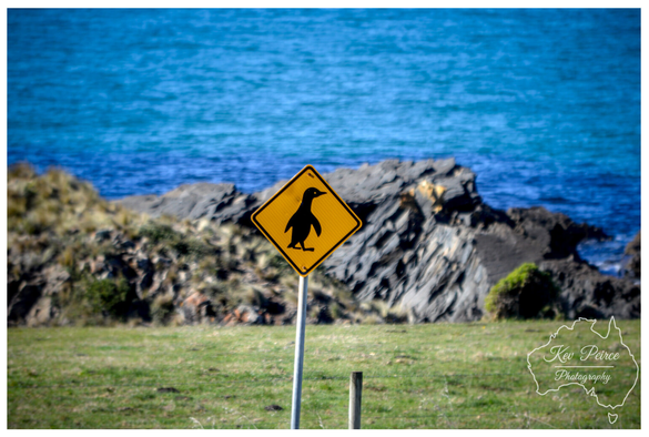 A photograph of a bright yellow, diamond shaped warning sign showing a black penguin silhouette, set against a background of bright green grass, dark coastal rock formations, and the vivid blue Tasman Sea.  The sign indicates a penguin crossing area in Stanley, Tasmania.