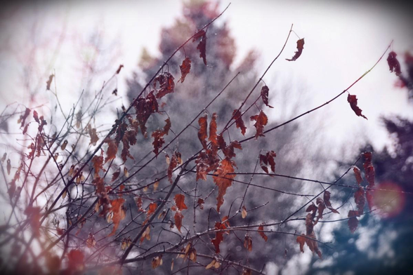 Looking up through the very thin branches of an Amur Maple which come into view from lower left and angle up to the right. There are quite a few (not all) leaves still clinging, red brown and dangly, semi-silhouetted against the featureless whitish sky. Behind we see bits of poplar and spruce trees blurring into the background and in centre the upper half of a large spruce tree, dark but frost lightened. I've applied some 'light leak' filters which have added random faint blobs and zones of colour, some reddish some blue-green-which hint at holiday lights. The corners have a dark vignette effect applied.