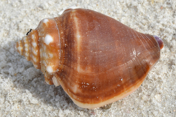 A photo of an orange and white conch shell on the sand of a beach.