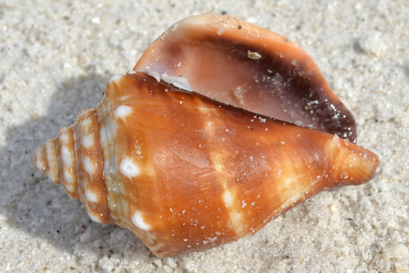 A photo of an orange and white conch shell on the sand of a beach.