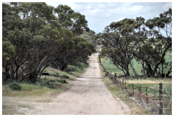 A long, straight, dusty dirt track lined with native Australian trees and scraggly brush on a slightly overcast day.   The track leads up a gentle hill toward a distant white gate, with a dilapidated wire fence and dry grass pastures on the right side. The overall mood is quiet and rustic.