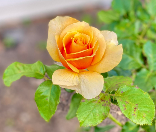 Light orange rose