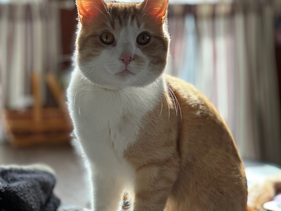 Picture of an adorable looking but mischievous orange and white cat. Notably lacking from this photo are his brain cells.

He cute tho 