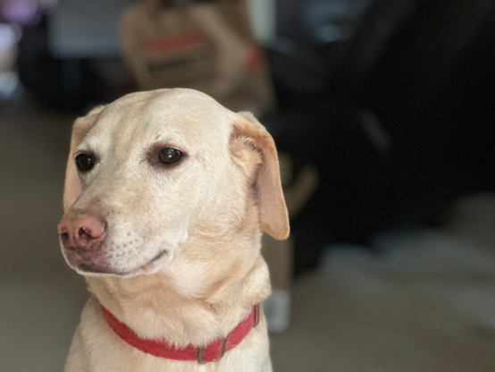 An adorable yellow lab-whippet mix (labbet?) staring to camera left wearing a red collar. Likely thinking about pizza or naps.