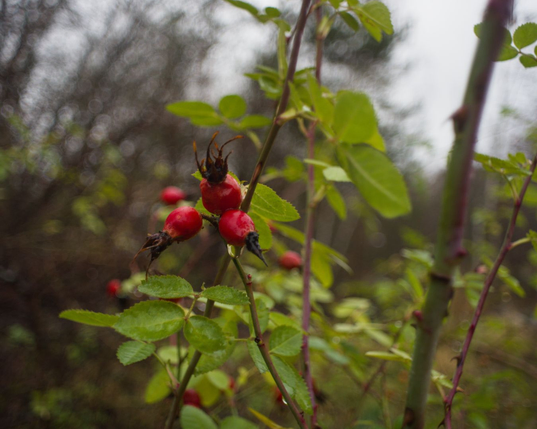 Some rose hips on a branch.