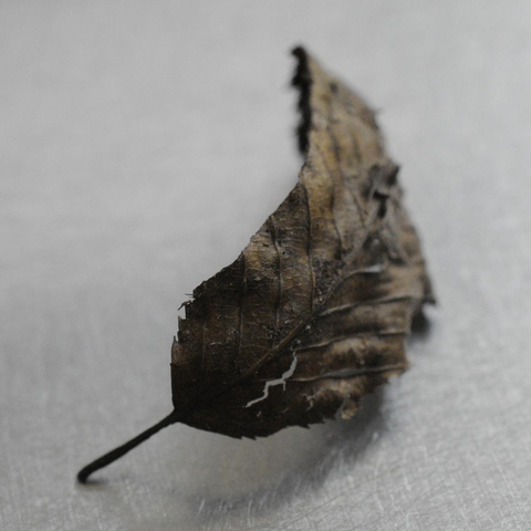 A dry leaf on a metal table.  The leaf is brown.  There is a crack in the lead through which the table is visible.