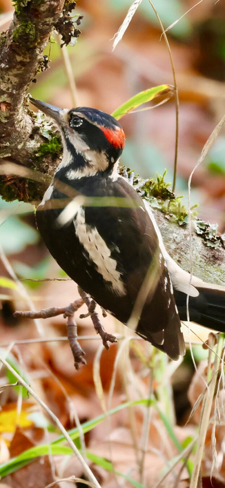 a red black and white bird stares intently at the bark of a tree.