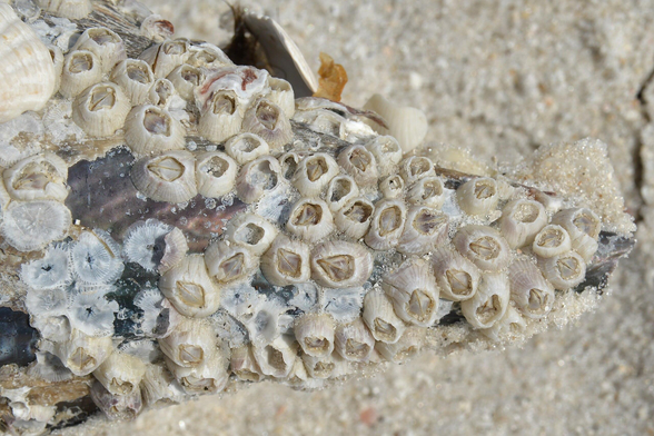 A photo of a pen shell covered in barnacles.