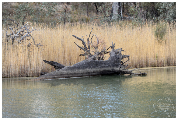 Landscape photograph featuring a large, vertically oriented piece of pale, gnarled driftwood ("snag") partially submerged in the green water of the Murray River.

The snag is positioned directly against a dense wall of tall, golden brown reeds, with darker trees and foliage visible in the background above the reeds.