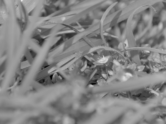 Nature, flowers, grass, drops, black and white, photo