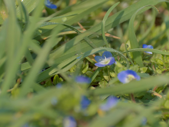 Nature, flowers, grass, drops, color, photo