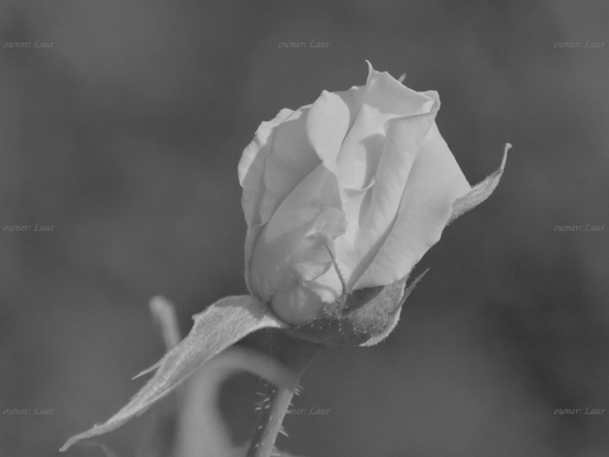 Rose, closeup, black and white, photo