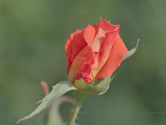 Rose, closeup, color, photo