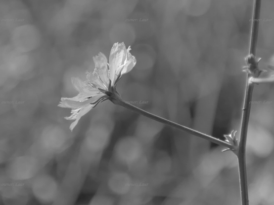 Flower, closeup, black and white, photo