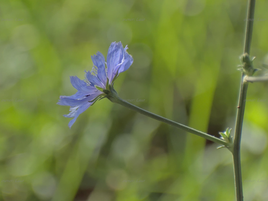 Flower, closeup, color, photo
