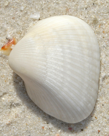 A photo of half of a white ponderous ark shell on the sand of a beach.