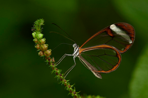 This is a close-up macro photograph of a delicate glasswing butterfly in profile, clinging to a thin, arching flower stem against a smooth, dark green background. The butterfly's body is in sharp focus, revealing its striped white and dark thorax, long, thin legs and gently curved antennae extending forward. Its large transparent wings, edged with warm orange-brown and dark veins, catch subtle reflections. The plant curves diagonally from the bottom left and is dotted with tiny green buds and a few dried brown seed pods. These add texture and scale, while the rest of the scene falls into a soft blur.