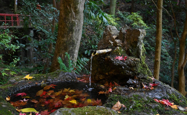 奥の院の脇にある手水鉢。鉢には紅葉したモミジの葉が何枚も落ちている。/ 2025.12.07 最勝院 奥の院から