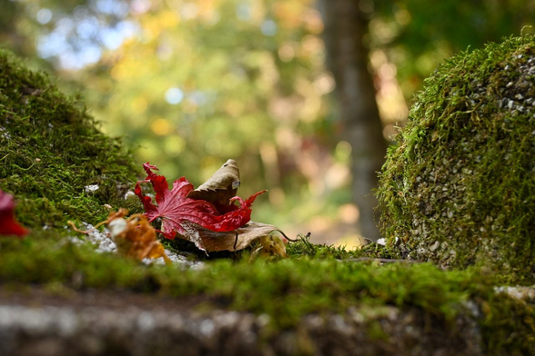 奥の院の脇にある、苔むした灯籠に落ちてたモミジの葉。/ 2025.12.07 最勝院 奥の院から