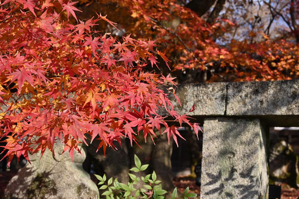 総門の脇からイロハモミジの紅葉。/ 2025.12.07 永観堂から