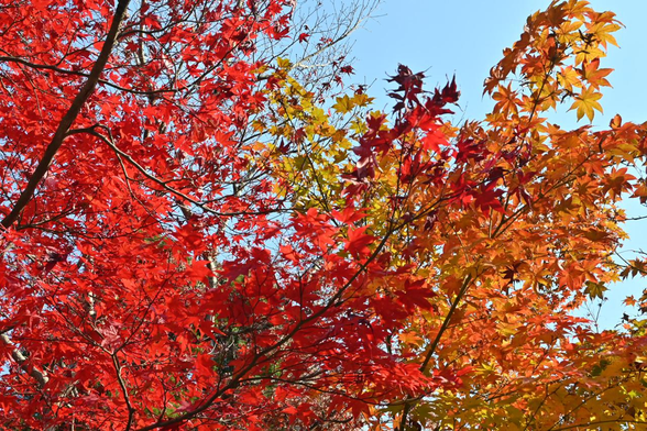 イロハモミジの紅葉。赤かったり、黄色かったり、緑が残っていたりでいろいろ。/ 2025.12.07 永観堂から