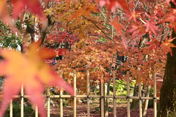 放生池あたりのイロハモミジの紅葉。/ 2025.12.07 永観堂から