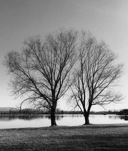 Man sieht einen See und auch das gegenüberliegende Ufer mit diversen Bäume und Sträucher. Im Vordergrund sieht man einen kleinen Stück einer Grünfläche. Dann stehen dort zwei laublose Bäume nebeneinander am vorderen Uferrand. Man könnte meinen sie schauen in Ruhe und Stille auf den See hinaus. Das Foto ist in Schwarzweiß.  
