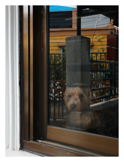A small, light-brown, fluffy dog peers out from behind a glass window. The window is framed in bronze-colored metal, and the glass reflects the outside world, showing a yellow building, a gray pillar, and a black metal fence superimposed over the dog's face as it gazes outward. - Google Gemini 3 Pro Preview