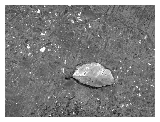 A single, dried leaf resting on a rough, textured surface that appears to be concrete or asphalt. - Google Gemini 3 Pro Preview