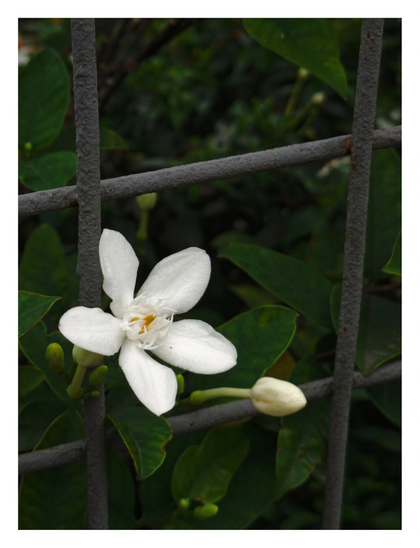 A delicate white flower with five petals blooming through the square grid of a weathered gray metal fence. - Google Gemini 3 Pro Preview