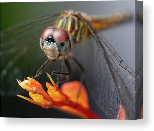 A canvas print of a dragonfly perched on a flower tip