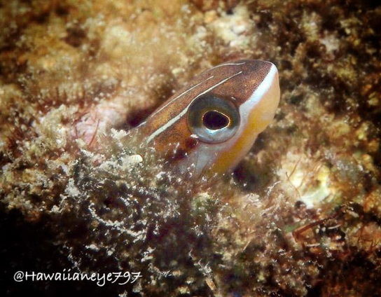 A small fish pokes its head from a hole in an ocean reef. The fish is colored brown, yellow and white, and striped horizontally from its nose to tail.