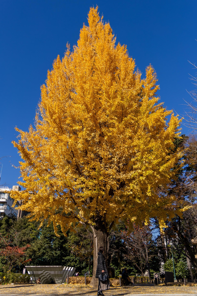 Ginko tree in Yellow Leaves