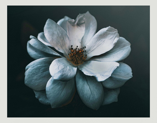 A close-up view of a white iceberg rose. The aesthetic is dark and moody. The flower petals are almost a  pale, bluish-white colour, and they surround a center stems which have orange and brown tones. The background is a dark, muted colour. The flower is centered, with the flower taking up most of the frame.