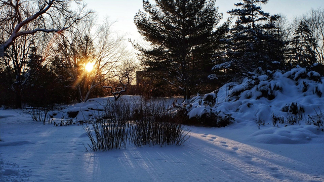 The blue glow of the shadows are seen at sunset on the snow, the sun low to the horizon shines through the trees.