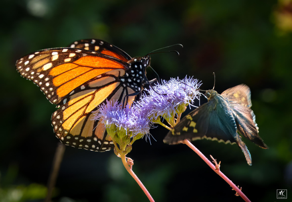Color photo of a monarch butterfly and a long-tailed skipper butterfly on either side of a feathery clump of blue mistflower. 
