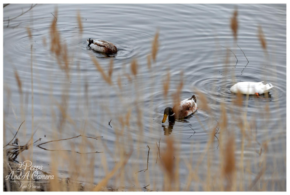 Photograph capturing three ducks foraging in a body of water, creating concentric ripples. The foreground is softly blurred with dry, golden reeds, framing the scene.

Two ducks are brown and white (one dipping its head), and one is pure white.
