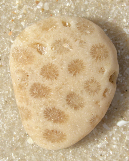 A photo of a small piece of worn stony coral on the sand of a beach.