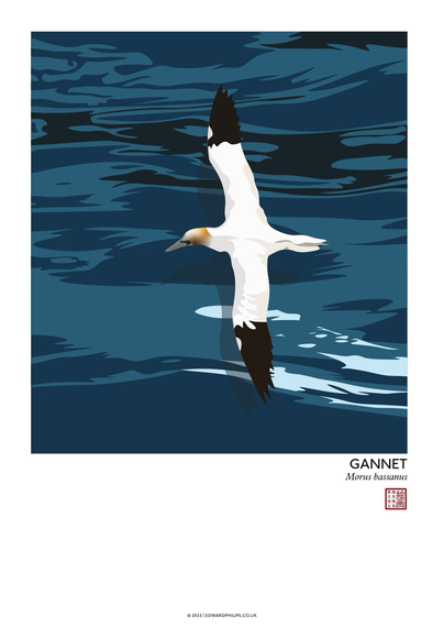 Poster of gannet flying over the sea