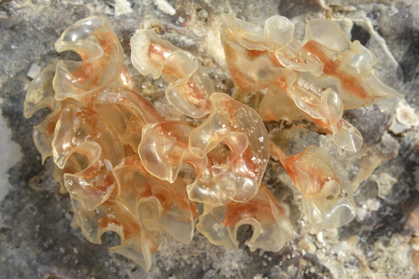 A photo of a mass of sea snail eggs.