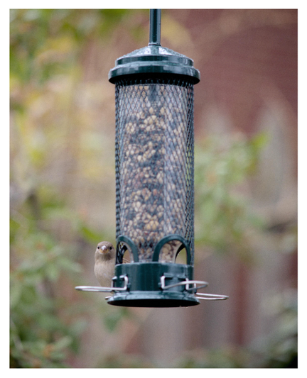 A small bird (I think a finch) perched on a green bird feeder filled with seeds. The background is a blurred smattering of foliage and a neighbors brick chimney.