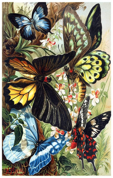 Colorful butterflies are fluttering against a backdrop of flowers and branches (more details at the link).